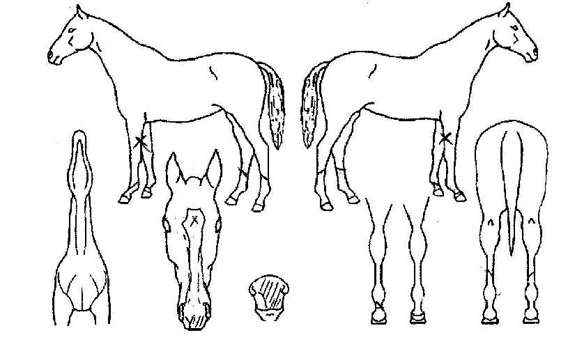 Ư�������� ����,���,�޸�,�λ�,�ٸ��� Ư¡����