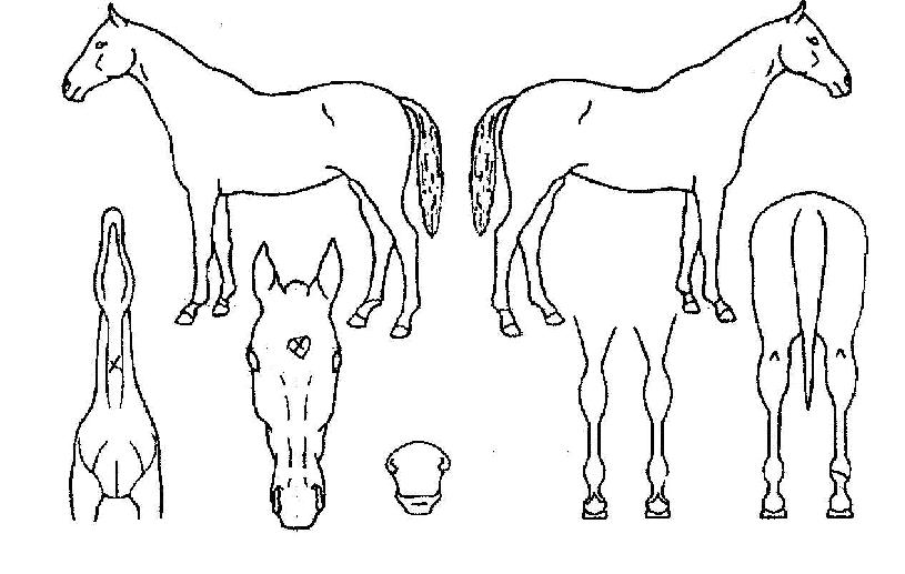 ��´޸��� ����,���,�޸�,�λ�,�ٸ��� Ư¡����