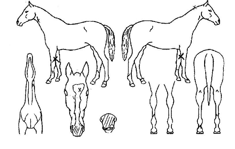 �������� ����,���,�޸�,�λ�,�ٸ��� Ư¡����