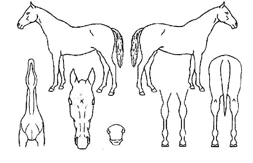 ��ڸ��� ����,���,�޸�,�λ�,�ٸ��� Ư¡����