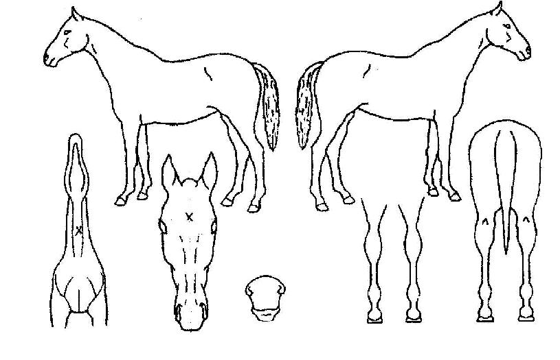 ����Ҹ������� ����,���,�޸�,�λ�,�ٸ��� Ư¡����