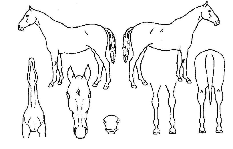 �������ڸ��� ����,���,�޸�,�λ�,�ٸ��� Ư¡����