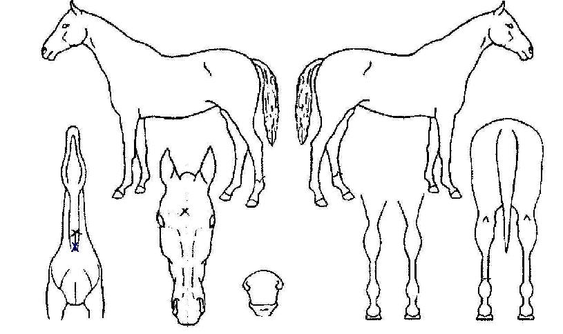 ÀåÇÐȸÀÇ Ãø¸é,¿ì¸é,µÞ¸é,µÎ»ó,´Ù¸®ÀÇ Æ¯Â¡µµÇØ