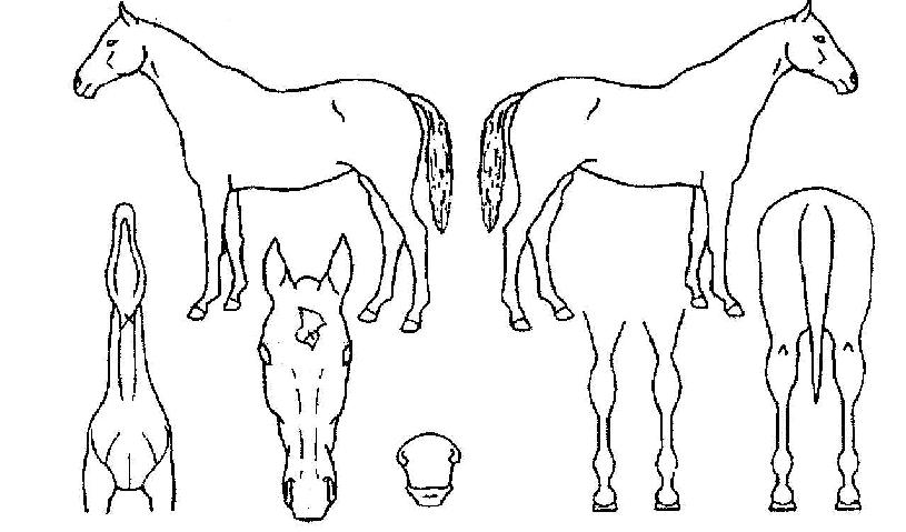 ���Ķ��� ����,���,�޸�,�λ�,�ٸ��� Ư¡����