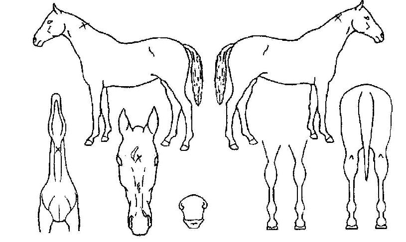 ��̰����� ����,���,�޸�,�λ�,�ٸ��� Ư¡����