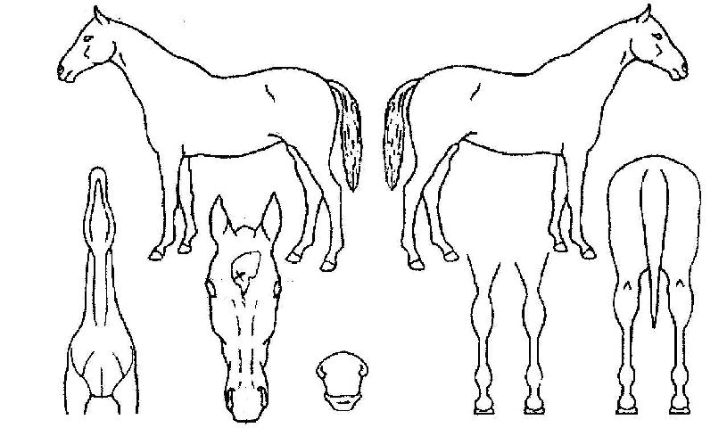 »õÁúdzÀÇ Ãø¸é,¿ì¸é,µÞ¸é,µÎ»ó,´Ù¸®ÀÇ Æ¯Â¡µµÇØ