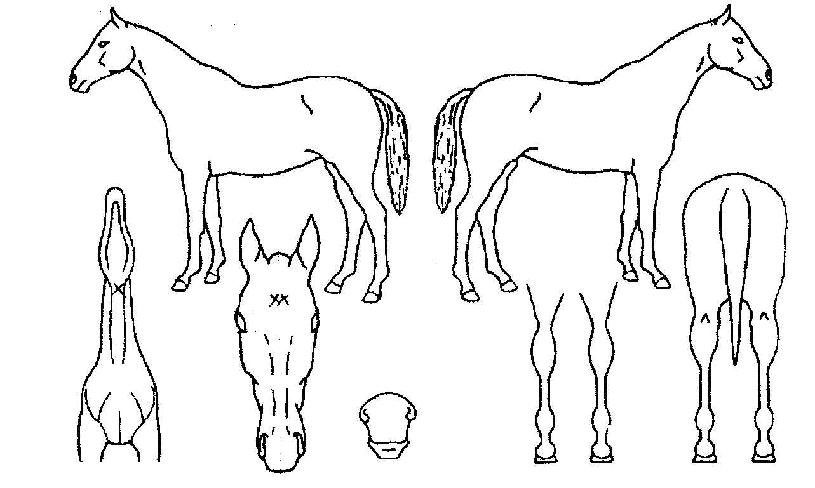 �������� ����,���,�޸�,�λ�,�ٸ��� Ư¡����