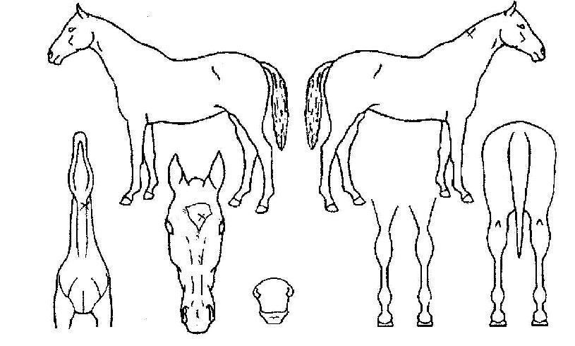 �����뱳�� ����,���,�޸�,�λ�,�ٸ��� Ư¡����