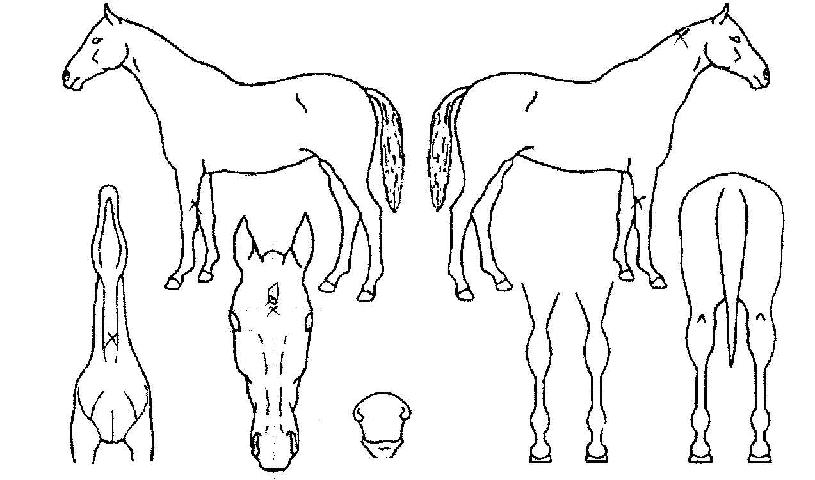 �ȷ���� ����,���,�޸�,�λ�,�ٸ��� Ư¡����