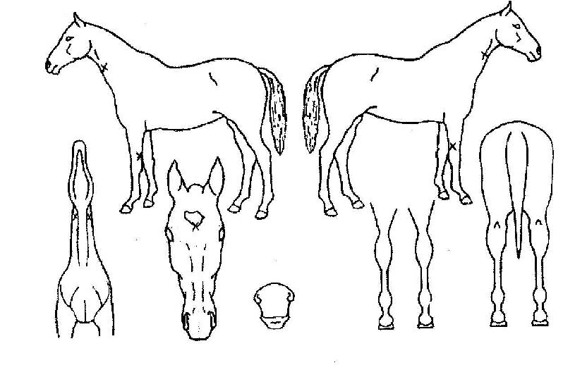 ������Ʈ�� ����,���,�޸�,�λ�,�ٸ��� Ư¡����