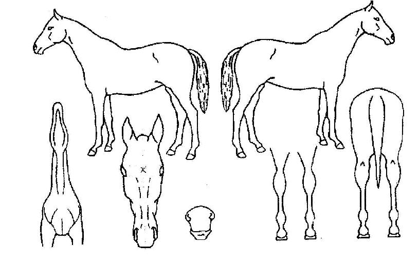 ��������� ����,���,�޸�,�λ�,�ٸ��� Ư¡����