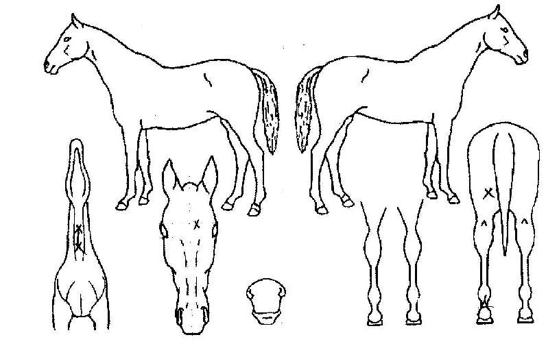 õÇÏÁöÁ¸ÀÇ Ãø¸é,¿ì¸é,µÞ¸é,µÎ»ó,´Ù¸®ÀÇ Æ¯Â¡µµÇØ