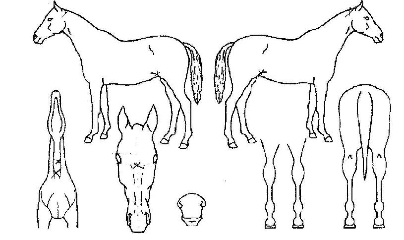 ½ºÅä¹ÌèÇǾðÀÇ Ãø¸é,¿ì¸é,µÞ¸é,µÎ»ó,´Ù¸®ÀÇ Æ¯Â¡µµÇØ