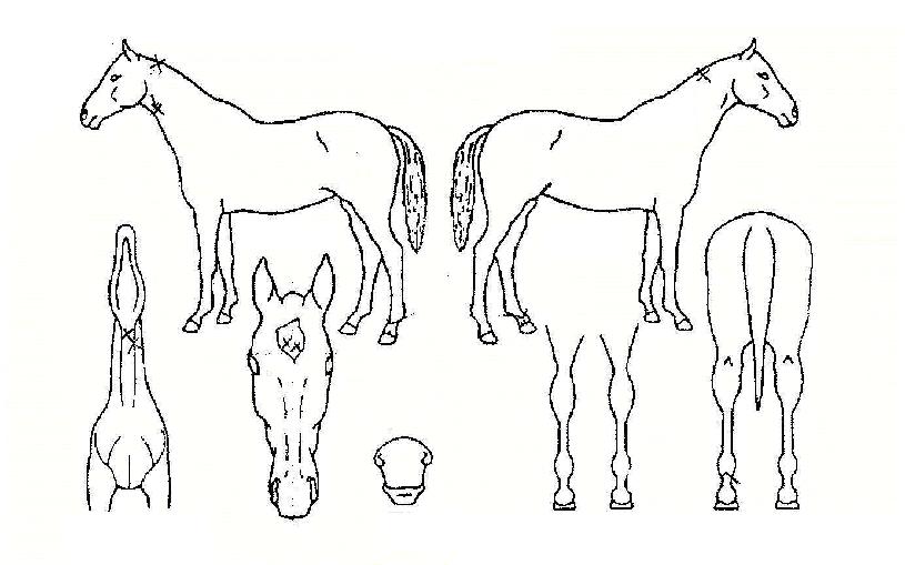 Æ÷¸£Å×ÀÇ Ãø¸é,¿ì¸é,µÞ¸é,µÎ»ó,´Ù¸®ÀÇ Æ¯Â¡µµÇØ