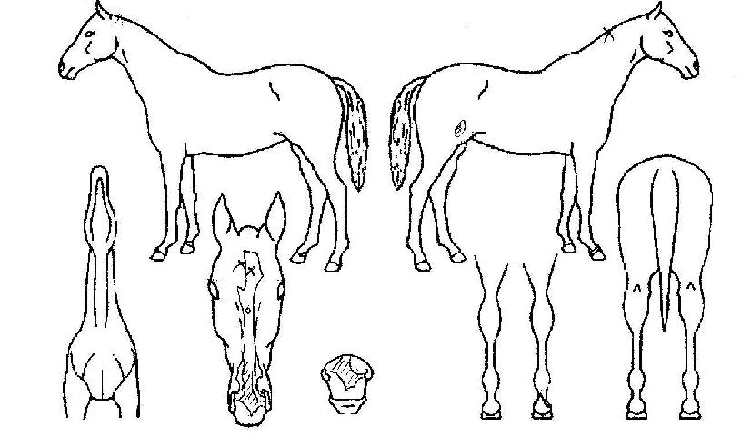 ������ ����,���,�޸�,�λ�,�ٸ��� Ư¡����