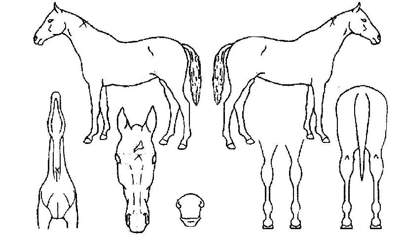 ��Ƽ���ڸ��� ����,���,�޸�,�λ�,�ٸ��� Ư¡����