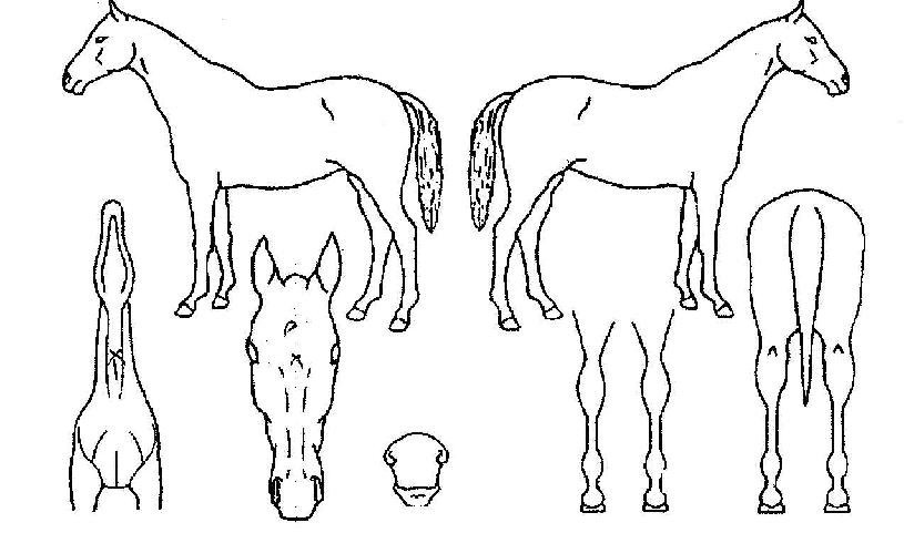 ³²ÇØÆ¯±ÞÀÇ Ãø¸é,¿ì¸é,µÞ¸é,µÎ»ó,´Ù¸®ÀÇ Æ¯Â¡µµÇØ