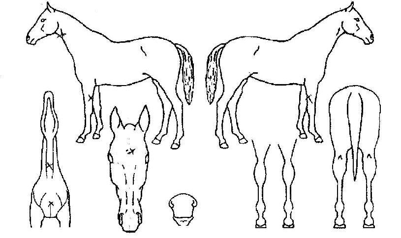 �������� ����,���,�޸�,�λ�,�ٸ��� Ư¡����