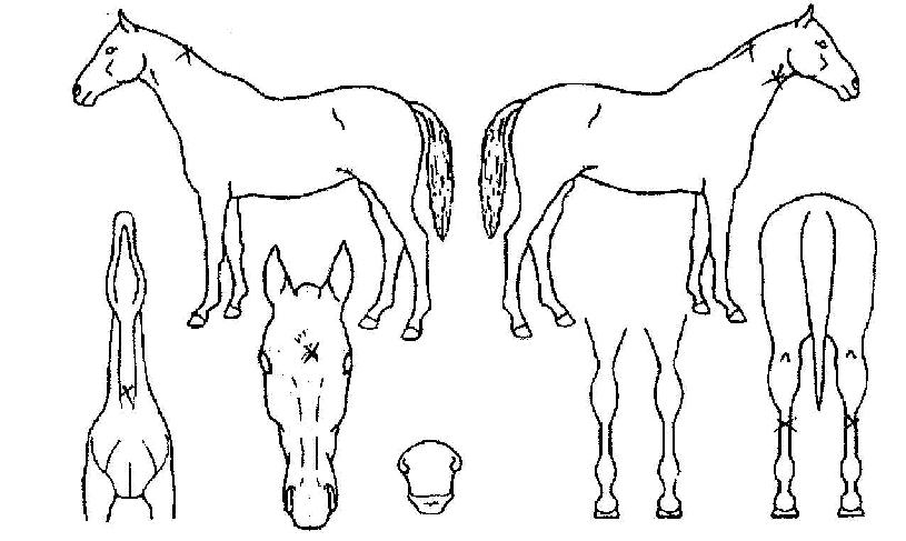 �Ѷ��������� ����,���,�޸�,�λ�,�ٸ��� Ư¡����