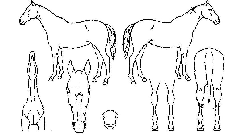 �������� ����,���,�޸�,�λ�,�ٸ��� Ư¡����