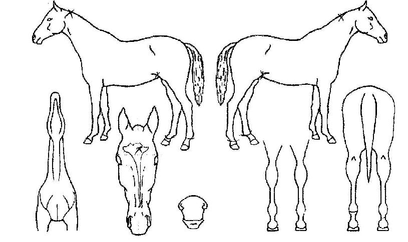 �Ƴ���� ����,���,�޸�,�λ�,�ٸ��� Ư¡����