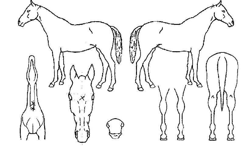 �Ͻ������� ����,���,�޸�,�λ�,�ٸ��� Ư¡����