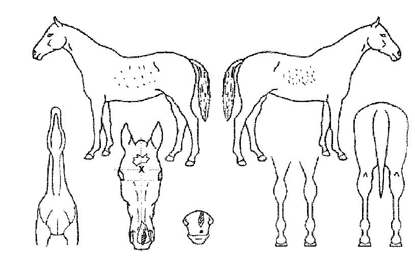 ´õºí¸°´í¼ÀÇ Ãø¸é,¿ì¸é,µÞ¸é,µÎ»ó,´Ù¸®ÀÇ Æ¯Â¡µµÇØ