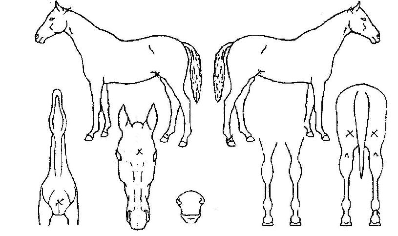 ¸â¹ö½ºÀÇ Ãø¸é,¿ì¸é,µÞ¸é,µÎ»ó,´Ù¸®ÀÇ Æ¯Â¡µµÇØ