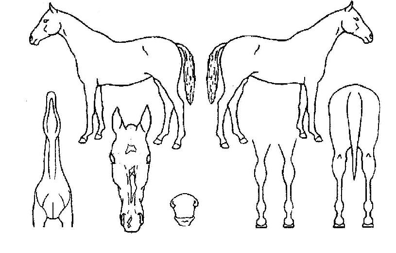 ¸®Æ²ÇÁ¸°¼¼½ºÀÇ Ãø¸é,¿ì¸é,µÞ¸é,µÎ»ó,´Ù¸®ÀÇ Æ¯Â¡µµÇØ