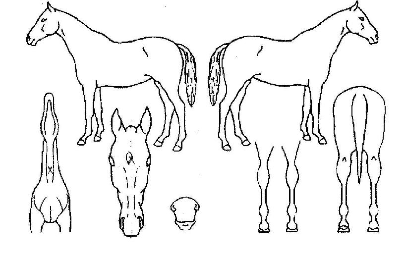 �ָ��������� ����,���,�޸�,�λ�,�ٸ��� Ư¡����