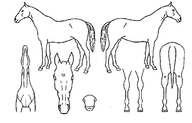 ÆÛÆåƮŸÀÓÀÇ Ãø¸é,¿ì¸é,µÞ¸é,µÎ»ó,´Ù¸®ÀÇ Æ¯Â¡µµÇØ