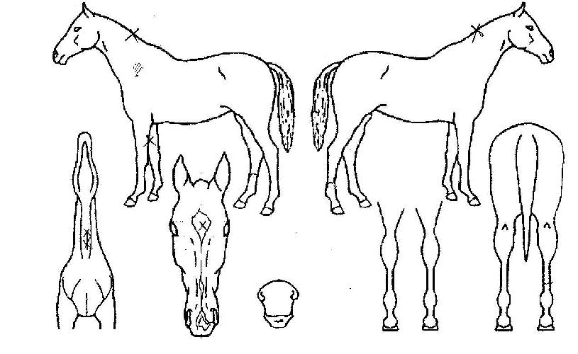 ºñ·æ»êÀÇ Ãø¸é,¿ì¸é,µÞ¸é,µÎ»ó,´Ù¸®ÀÇ Æ¯Â¡µµÇØ