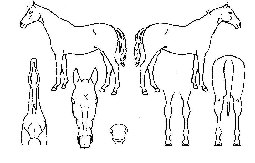 ½ÉºÃ´ÙÀÚ¸¶ÀÇ Ãø¸é,¿ì¸é,µÞ¸é,µÎ»ó,´Ù¸®ÀÇ Æ¯Â¡µµÇØ