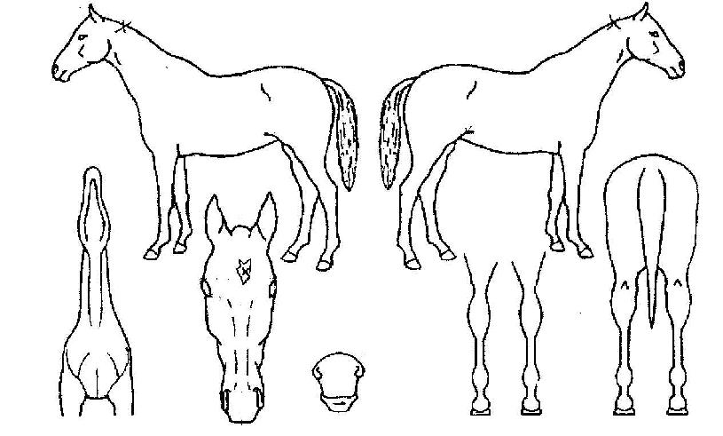 ¾Æ¹Ì°íÀÇ Ãø¸é,¿ì¸é,µÞ¸é,µÎ»ó,´Ù¸®ÀÇ Æ¯Â¡µµÇØ