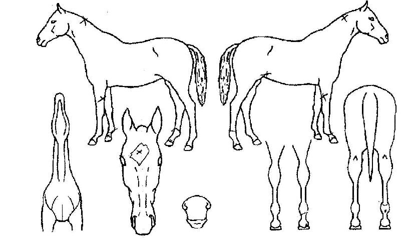 �뼺���� ����,���,�޸�,�λ�,�ٸ��� Ư¡����