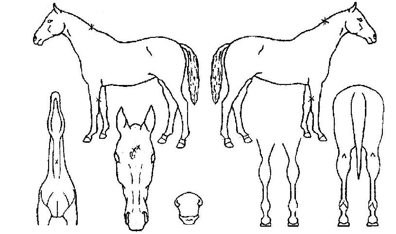 ù°íÁöÀÇ Ãø¸é,¿ì¸é,µÞ¸é,µÎ»ó,´Ù¸®ÀÇ Æ¯Â¡µµÇØ