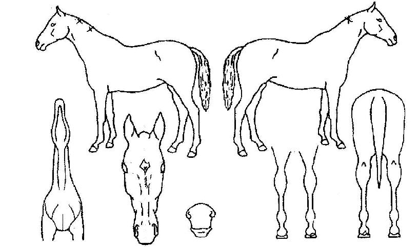 �ξ�ŷ���� ����,���,�޸�,�λ�,�ٸ��� Ư¡����