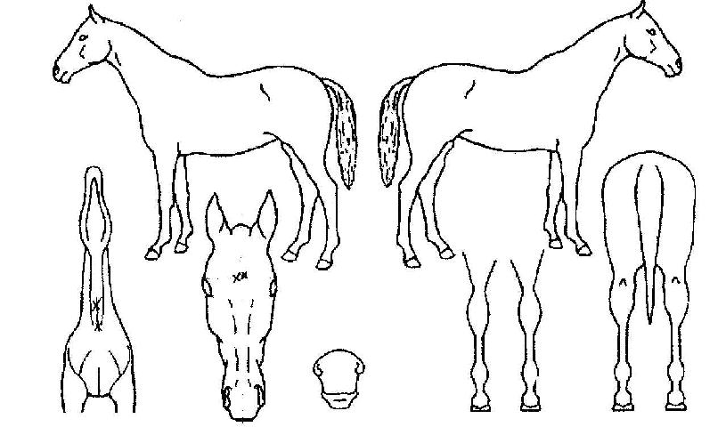 ���������� ����,���,�޸�,�λ�,�ٸ��� Ư¡����