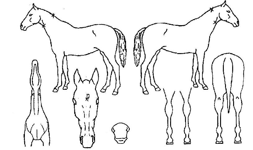 �ٷ����� ����,���,�޸�,�λ�,�ٸ��� Ư¡����