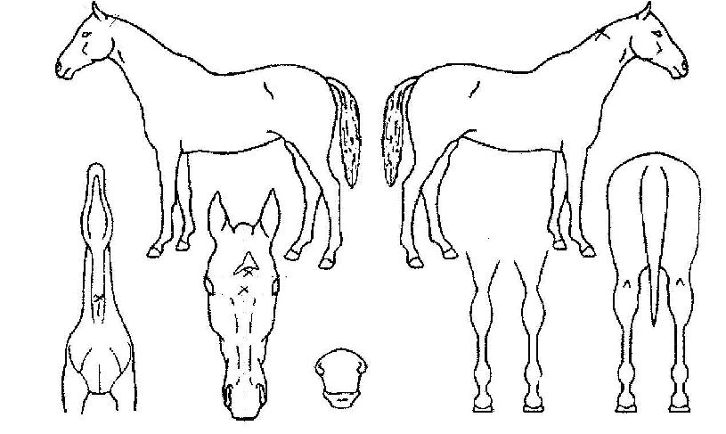 °¡³ª¾ÈÀÚ¸¶ÀÇ Ãø¸é,¿ì¸é,µÞ¸é,µÎ»ó,´Ù¸®ÀÇ Æ¯Â¡µµÇØ