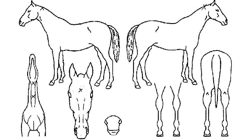 ���밨�� ����,���,�޸�,�λ�,�ٸ��� Ư¡����