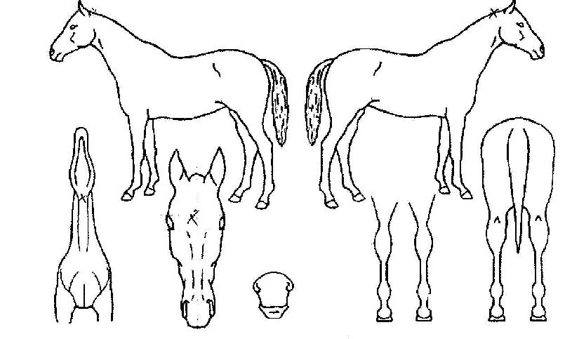 ´ëÄÀÇ Ãø¸é,¿ì¸é,µÞ¸é,µÎ»ó,´Ù¸®ÀÇ Æ¯Â¡µµÇØ