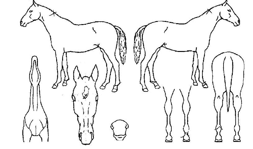 ������ ����,���,�޸�,�λ�,�ٸ��� Ư¡����