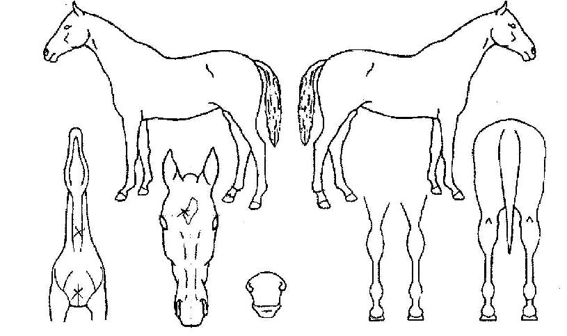 ¹Ì·¡Å½±¸ÀÇ Ãø¸é,¿ì¸é,µÞ¸é,µÎ»ó,´Ù¸®ÀÇ Æ¯Â¡µµÇØ