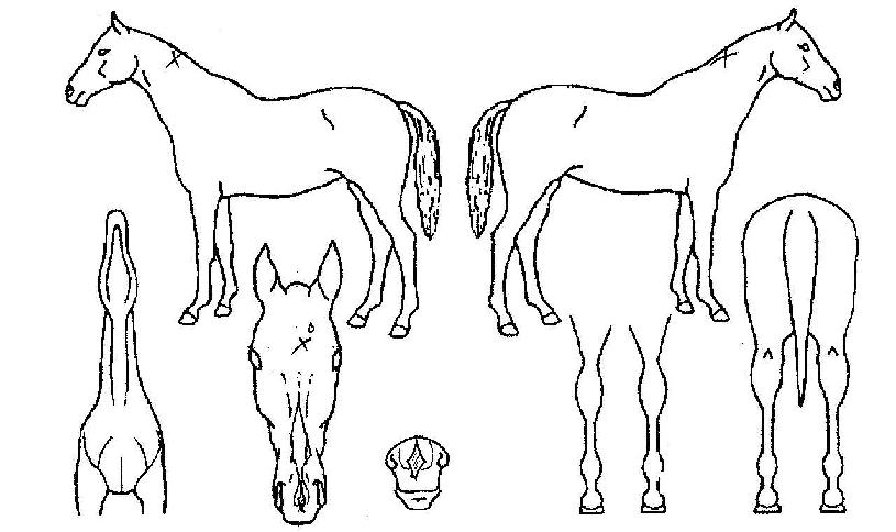 �۽������� ����,���,�޸�,�λ�,�ٸ��� Ư¡����