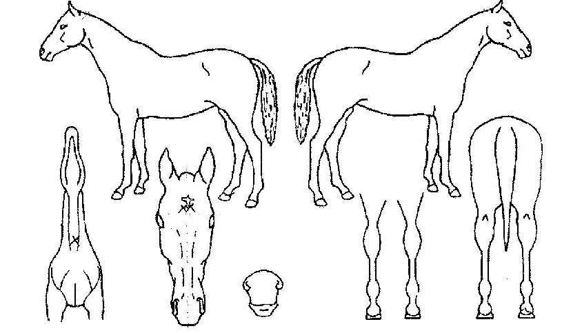 �±ؼ��� ����,���,�޸�,�λ�,�ٸ��� Ư¡����