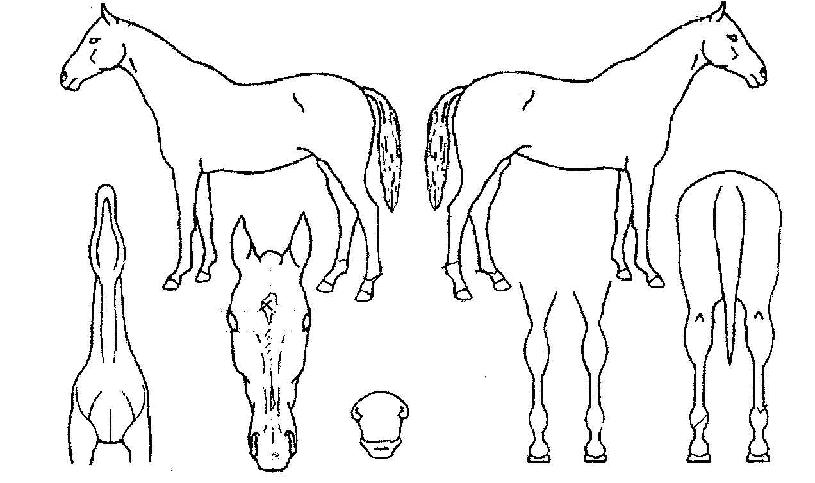 ��ٴ��� ����,���,�޸�,�λ�,�ٸ��� Ư¡����