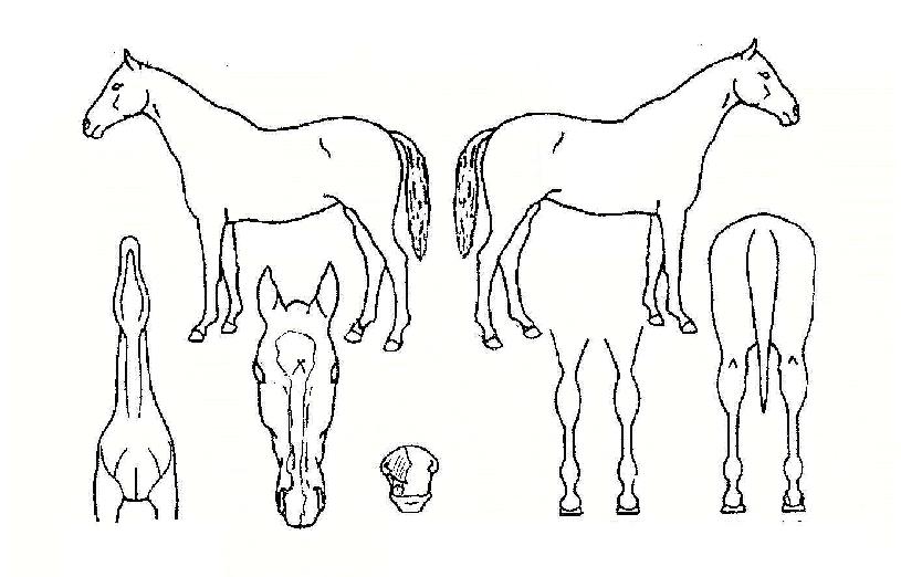 ���������� ����,���,�޸�,�λ�,�ٸ��� Ư¡����