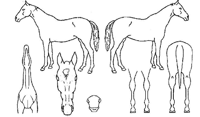 ÀåÀ¯»çÀÇ Ãø¸é,¿ì¸é,µÞ¸é,µÎ»ó,´Ù¸®ÀÇ Æ¯Â¡µµÇØ