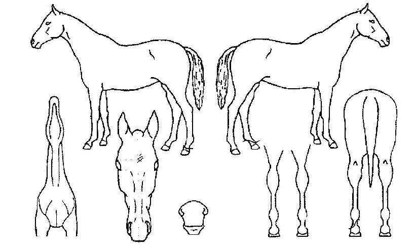 µ¶¼ö¸®±º´ÜÀÇ Ãø¸é,¿ì¸é,µÞ¸é,µÎ»ó,´Ù¸®ÀÇ Æ¯Â¡µµÇØ